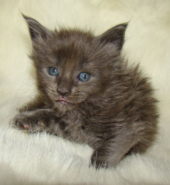     Catsvill County!   !    !       !!!    Catsvill County +7-926-544-74-09     .   ,   ,   ,    ,   ,  ,     ,   -,    ,   !